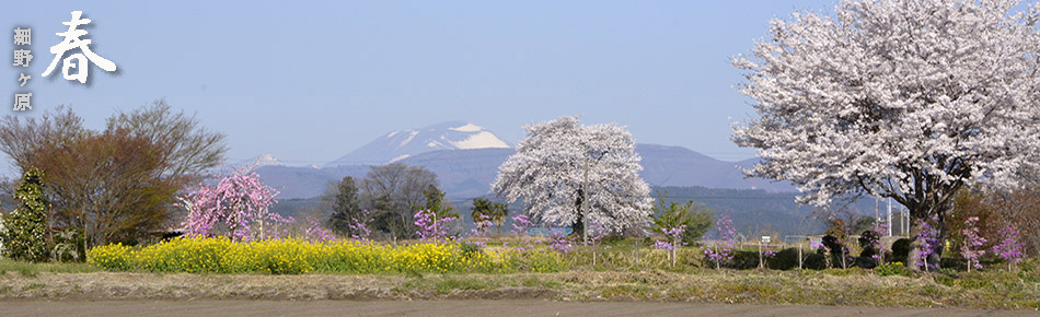 細野ヶ原の春爛漫